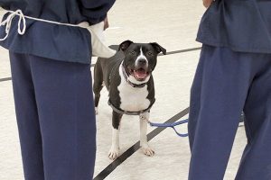 Youth Canine