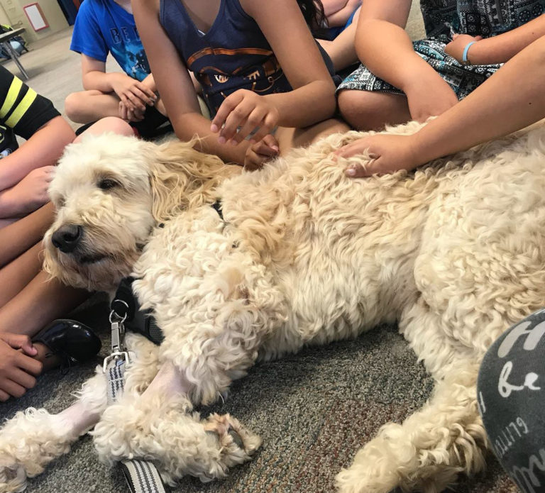 Paws to Comfort Dog