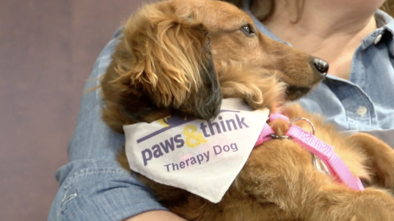 Ruby is a therapy dog with the Paws and Think organization