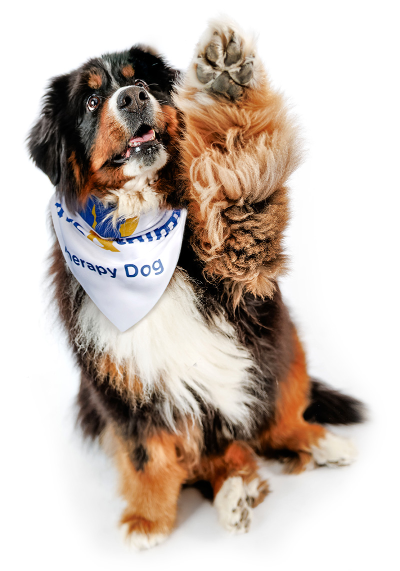 A dog with his paw up in the air
